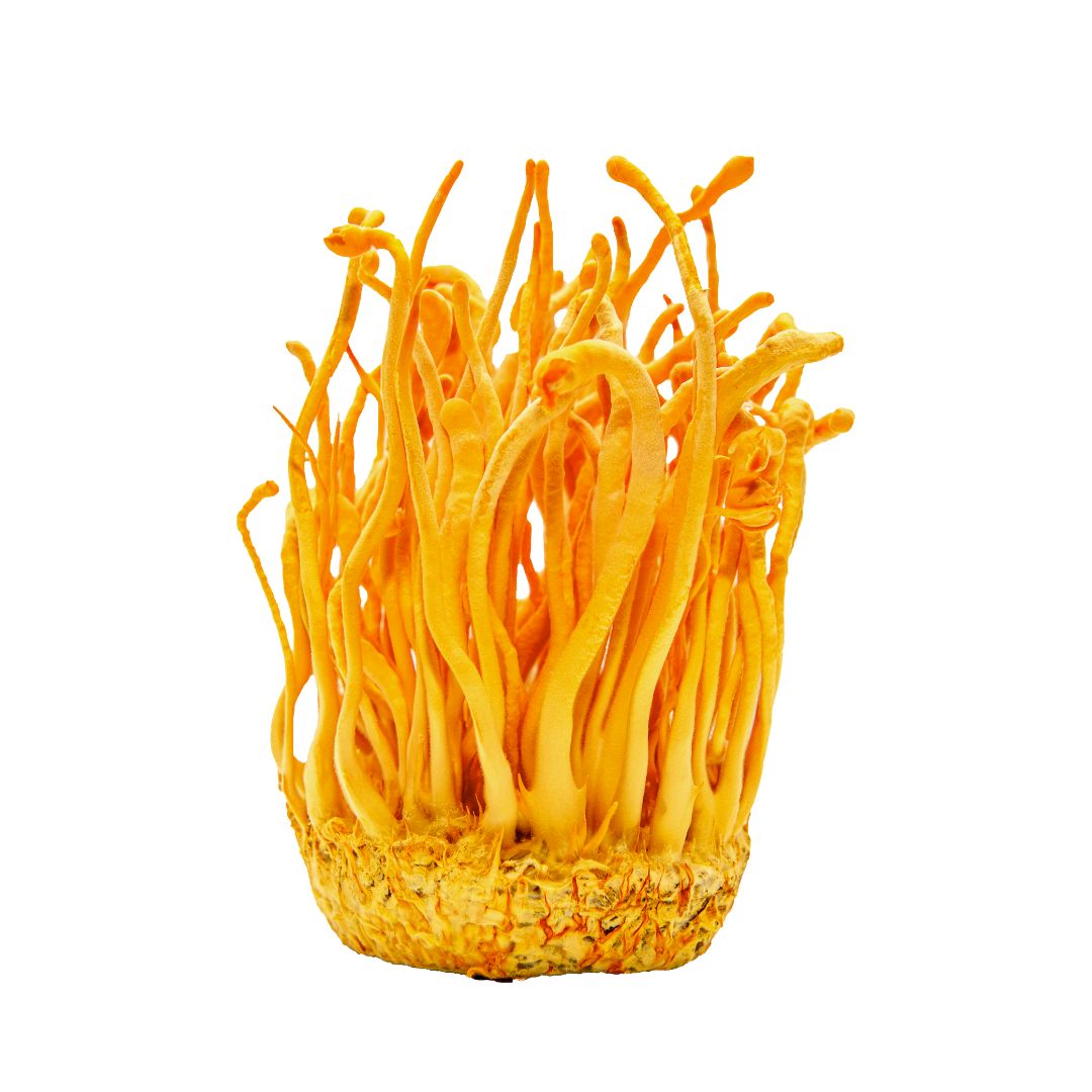 Cordyceps sinensis