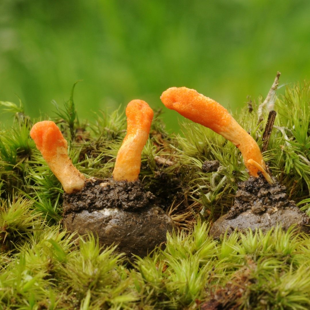 Cordyceps mushrooms in Emerald Nutrition