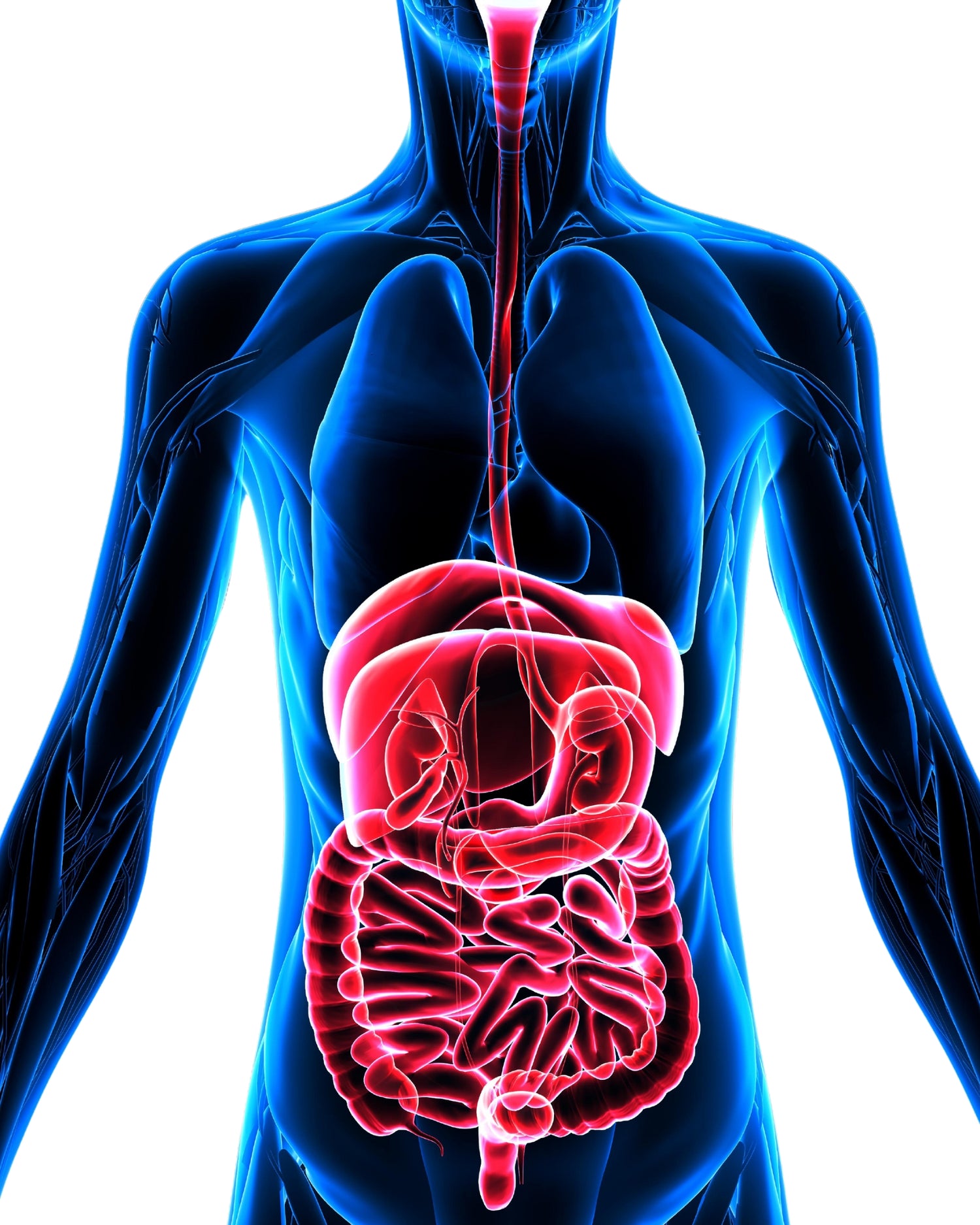 DigeZyme enzymes in Emerald Nutrition formula
