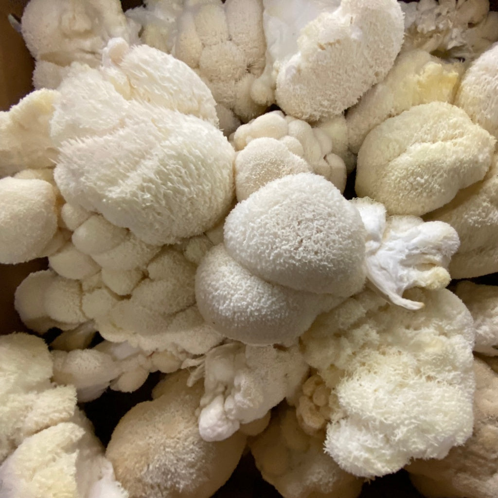 Lions Mane Mushroom Powder Extract in Emerald Nutrition