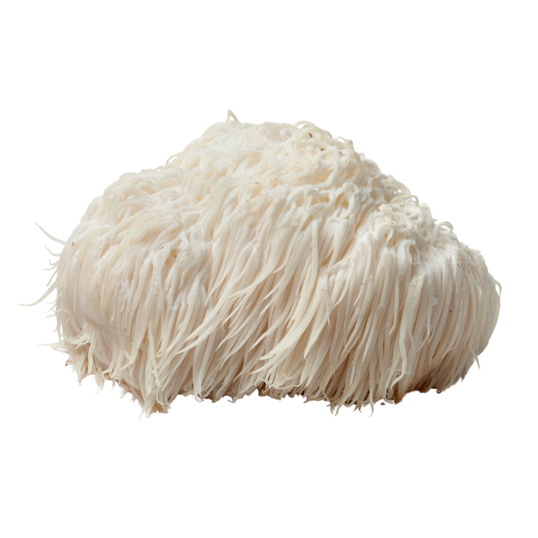 Lions Mane Mushroom Powder Extract in Emerald Nutrition