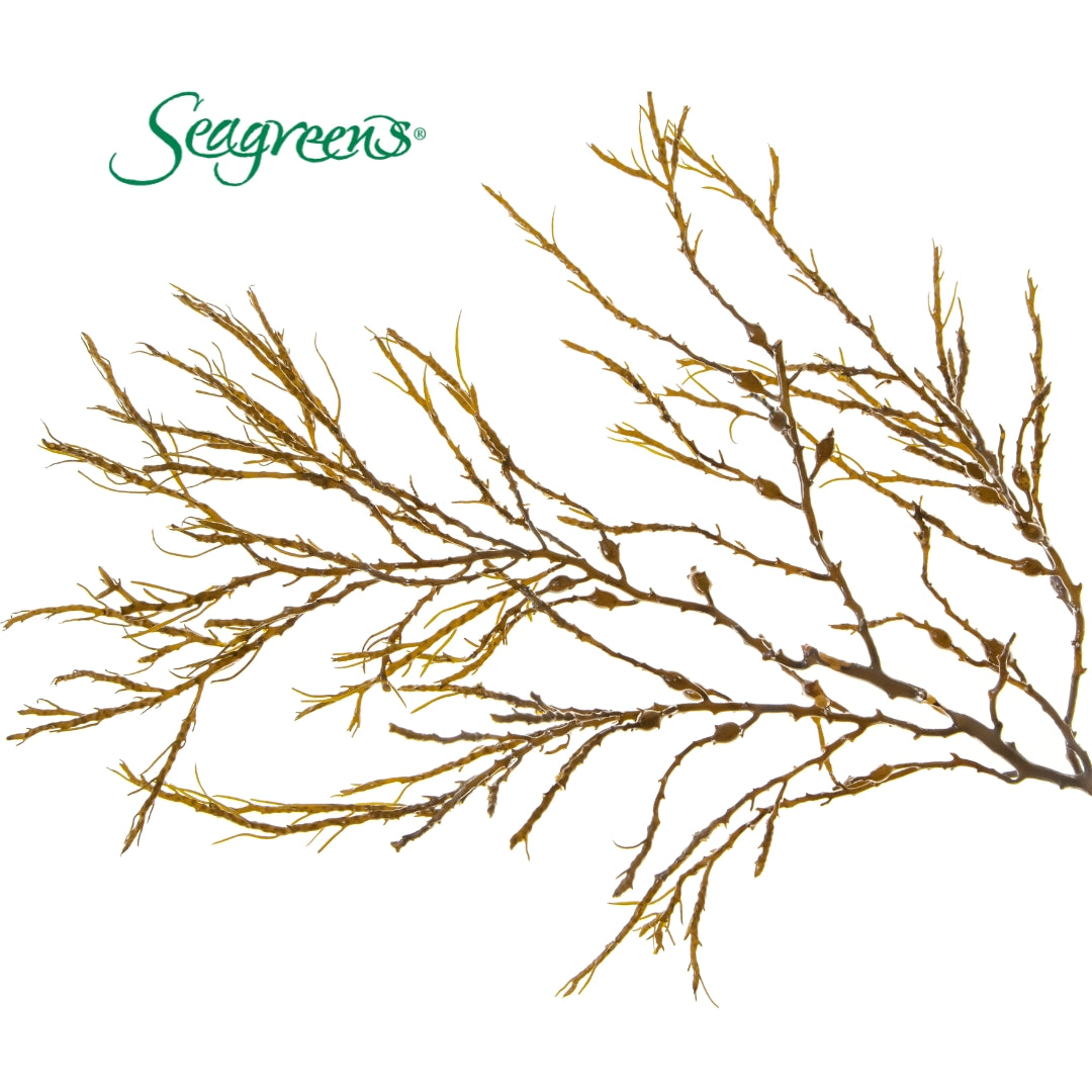 Seagreens - Knotted Wrack in Emerald Nutrition