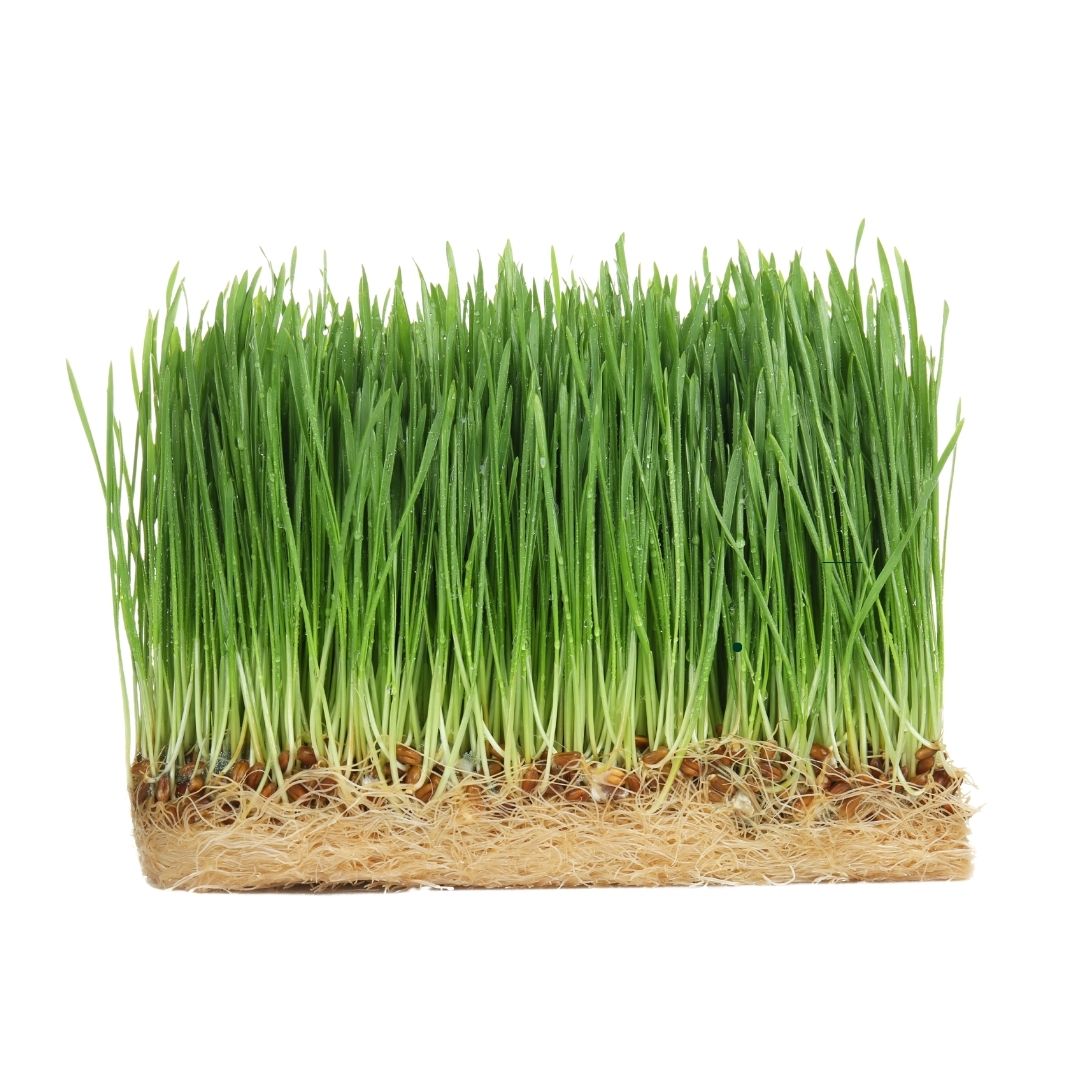 Wheatgrass