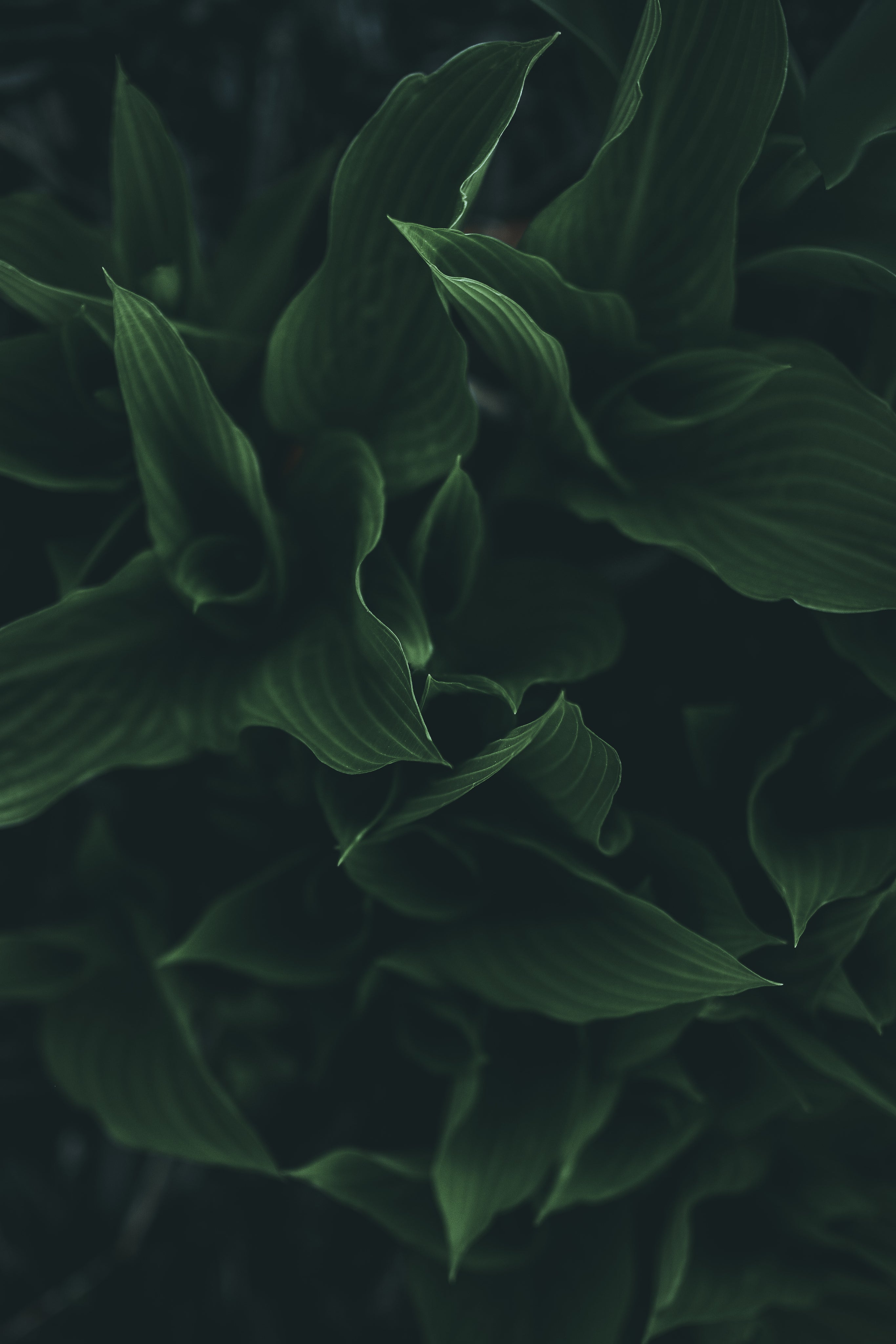 Cluster of leaves