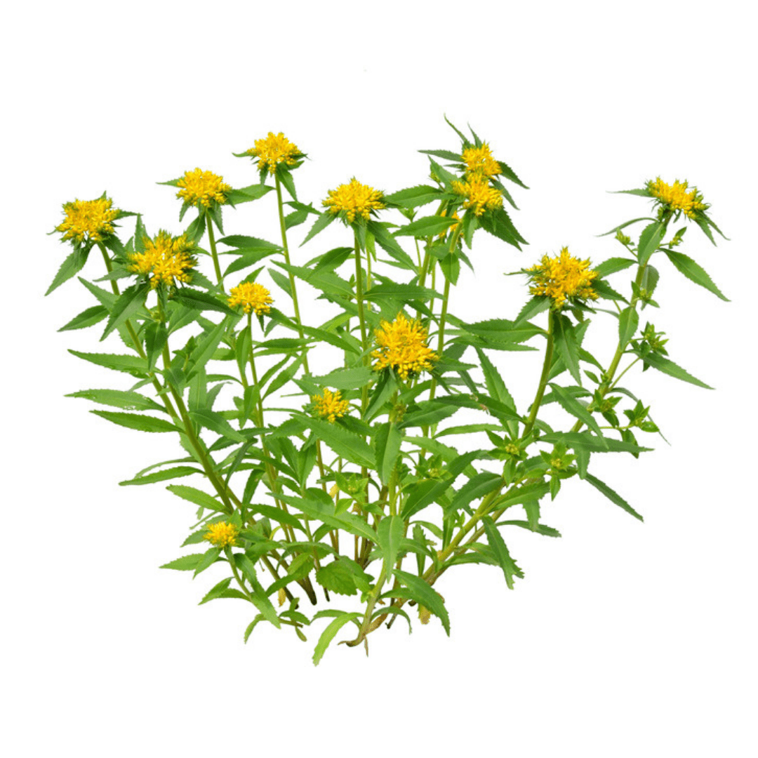 Rhodiola rosea Extract