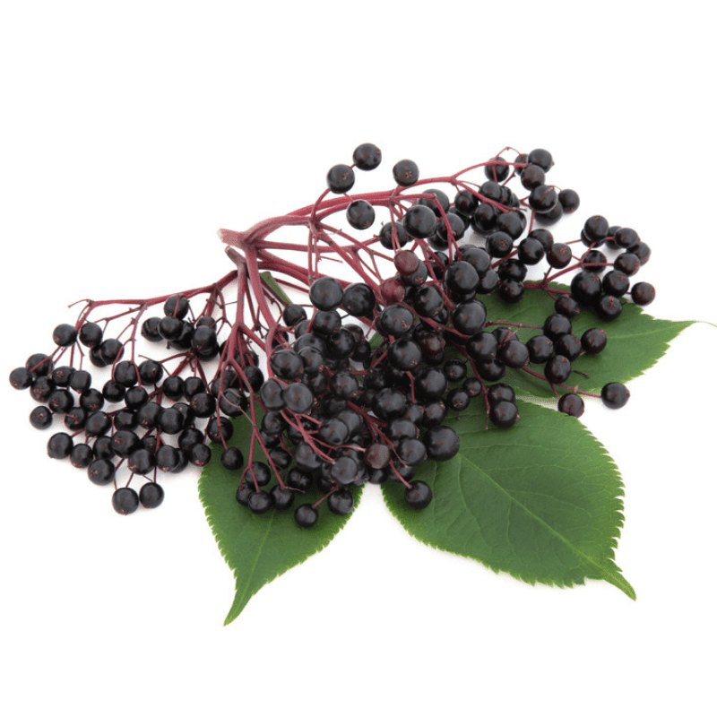 Elderberry Extract