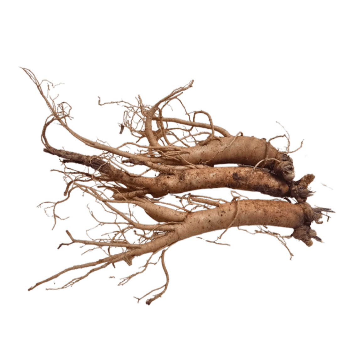 Korean Ginseng Extract