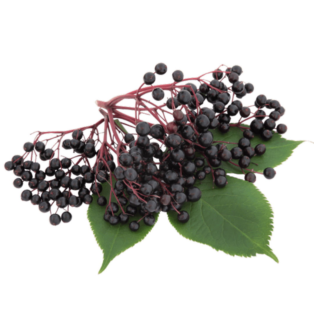 Elderberry Extract