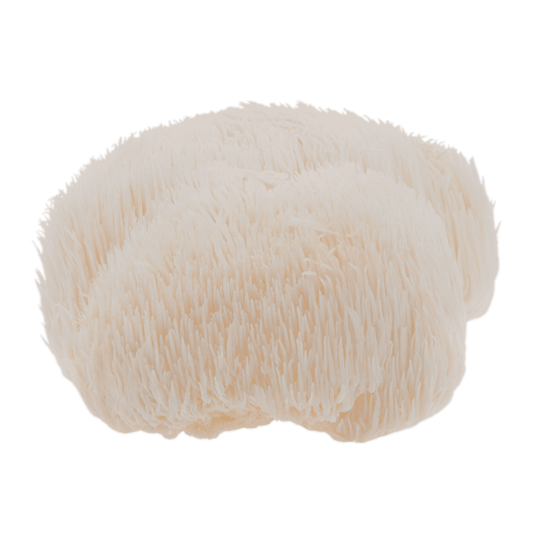 Lion's Mane Mushroom Extract
