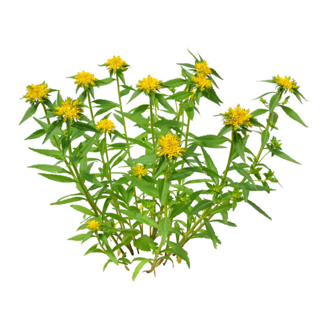 Rhodiola rosea Extract