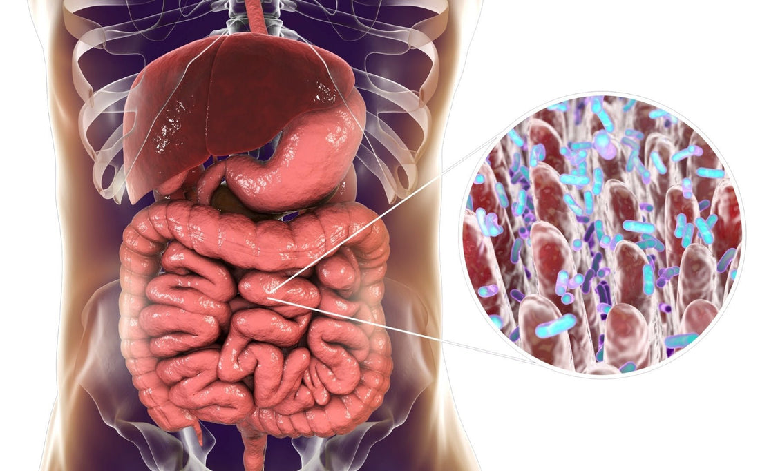 Synbiotics Unveiled: The link between the Gut, Brain and Overall Health - Emerald Nutrition