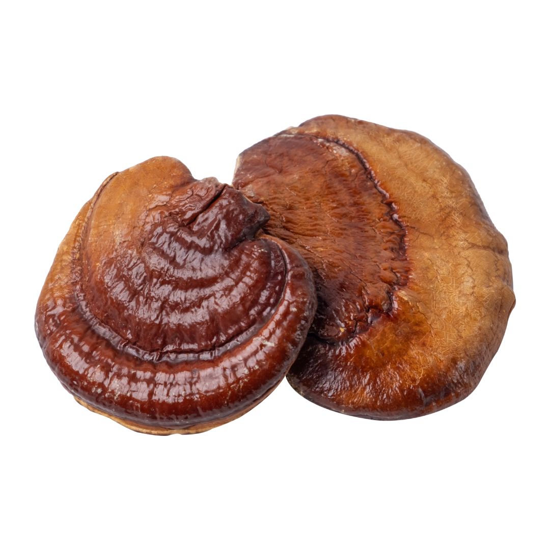 Reishi Mushroom in Emerald Nutrition