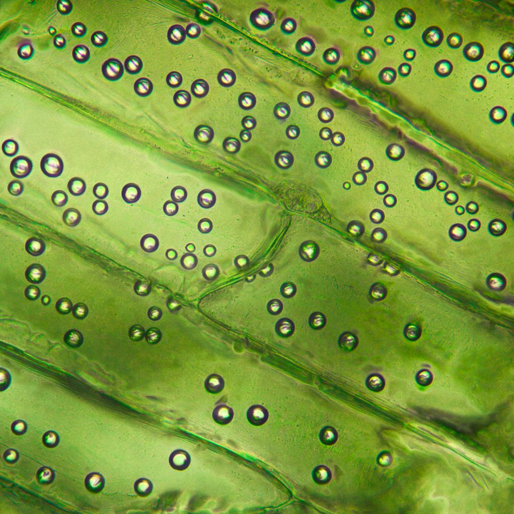 Close up image of green fluid