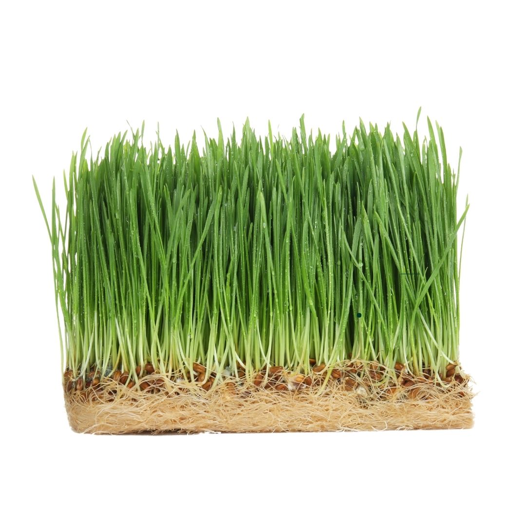 Wheat grass in Emerald Nutrition