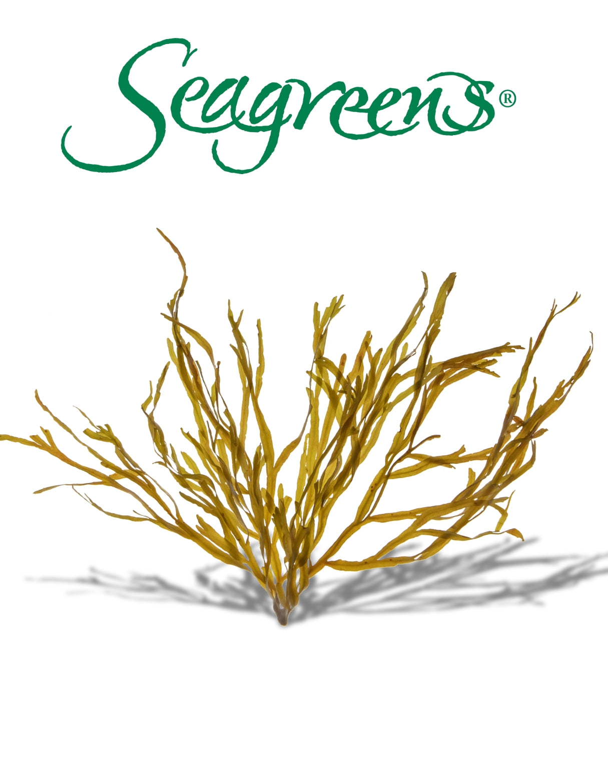 Seagreens  - Knotted Wrack in Emerald Nutrition