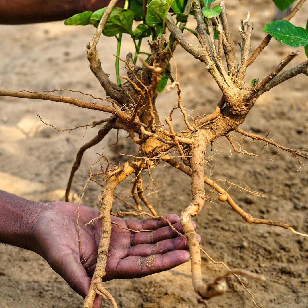 KSM-66 Ashwagandha roots on a white background with KSM-66 logo above.