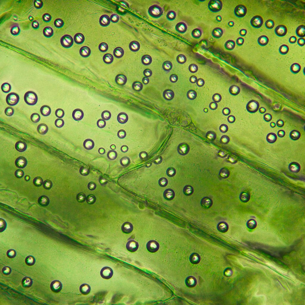 Aloe Vera leaf gel in Emerald Nutrition