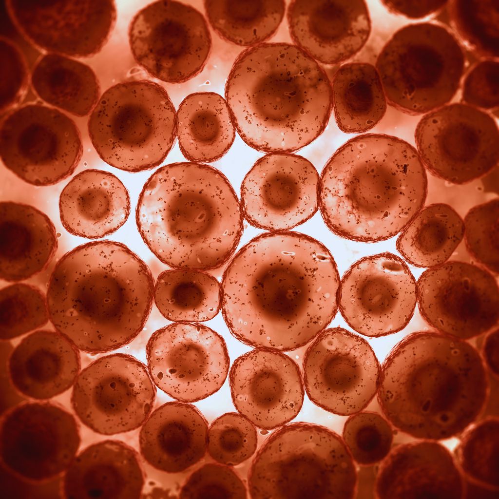 human cells