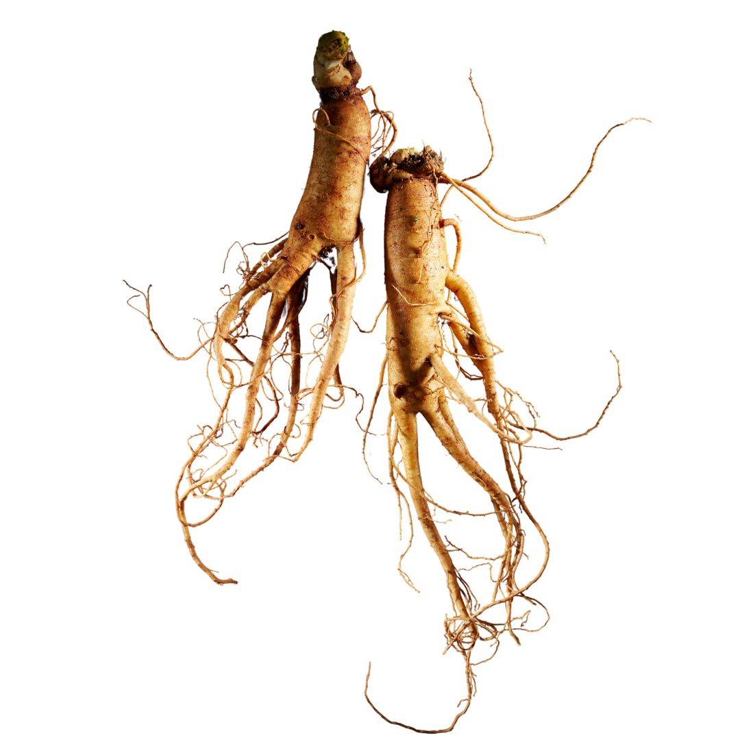 Panax Ginseng in Emerald Nutrition