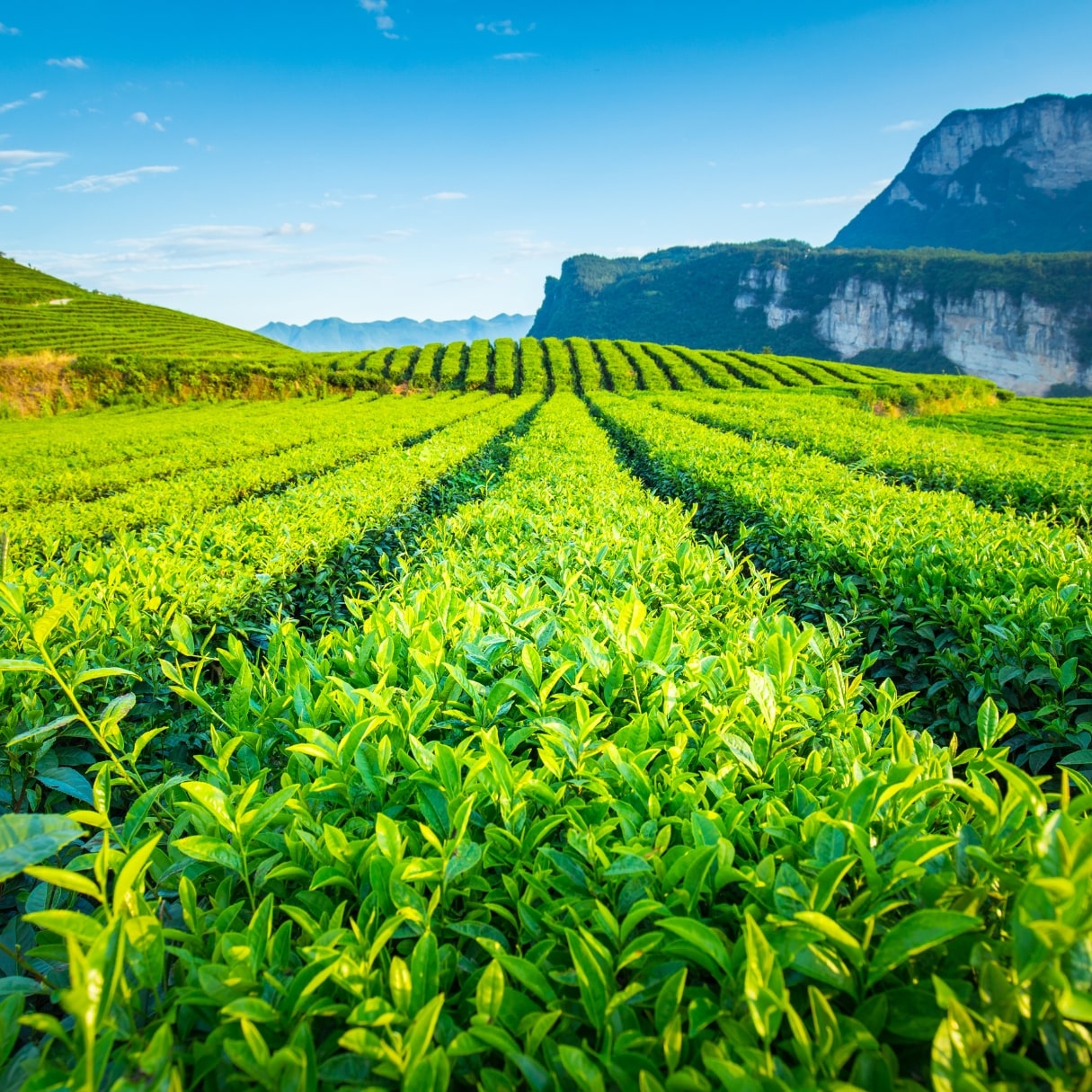 Image of matcha tea leaf powder in Emerald Nutrition