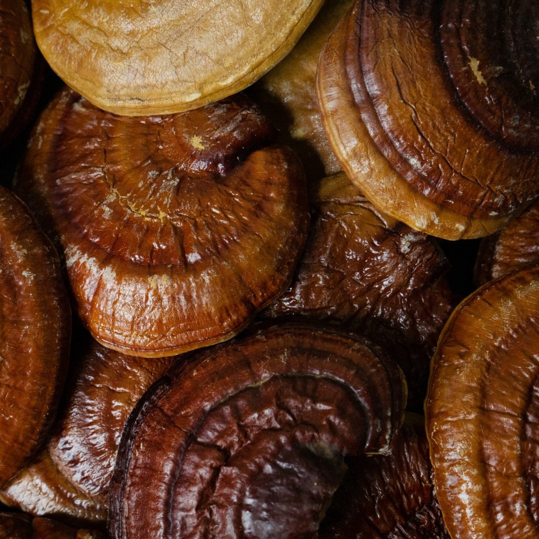 Reishi Mushroom in Emerald Nutrition