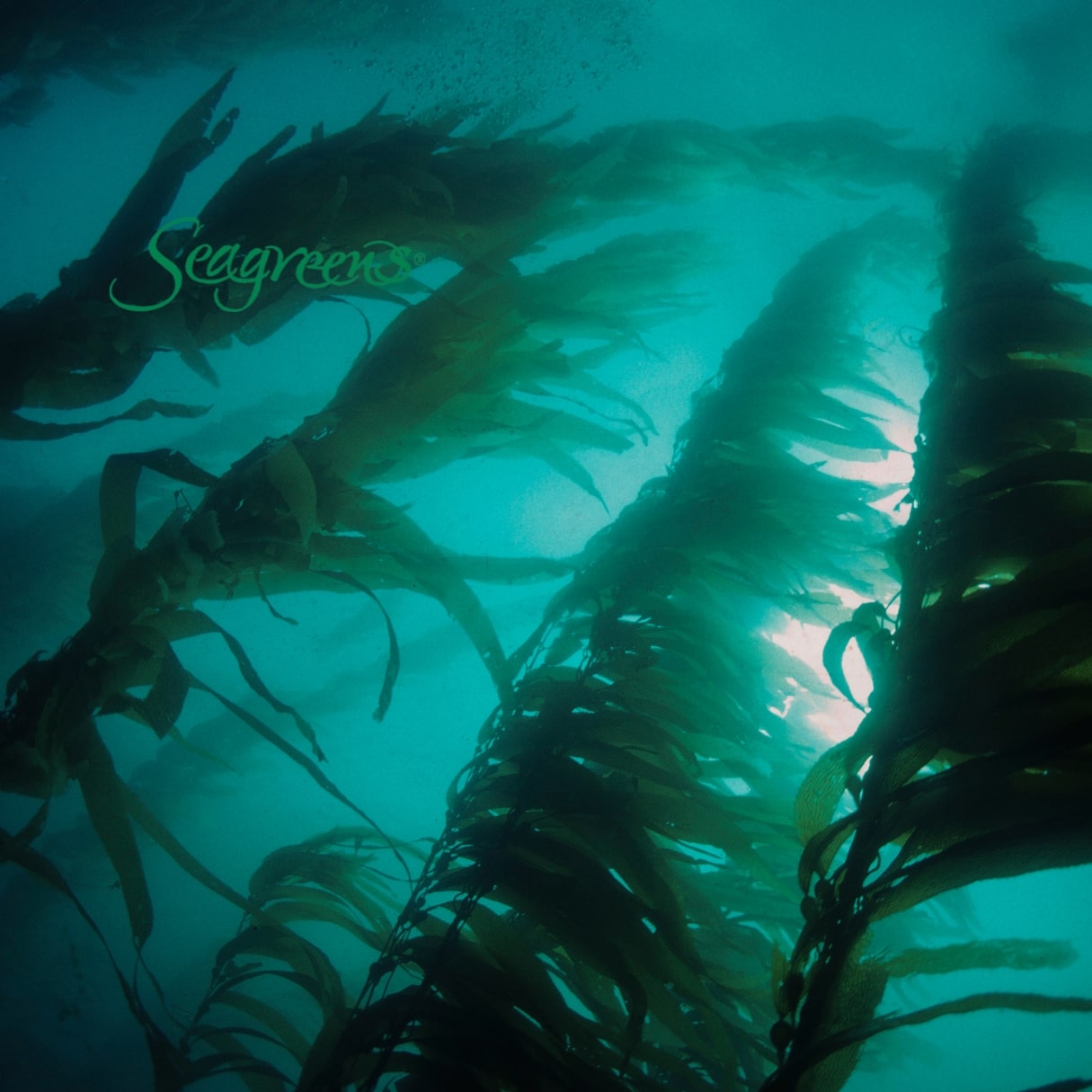 Seagreens  - Knotted Wrack in Emerald Nutrition