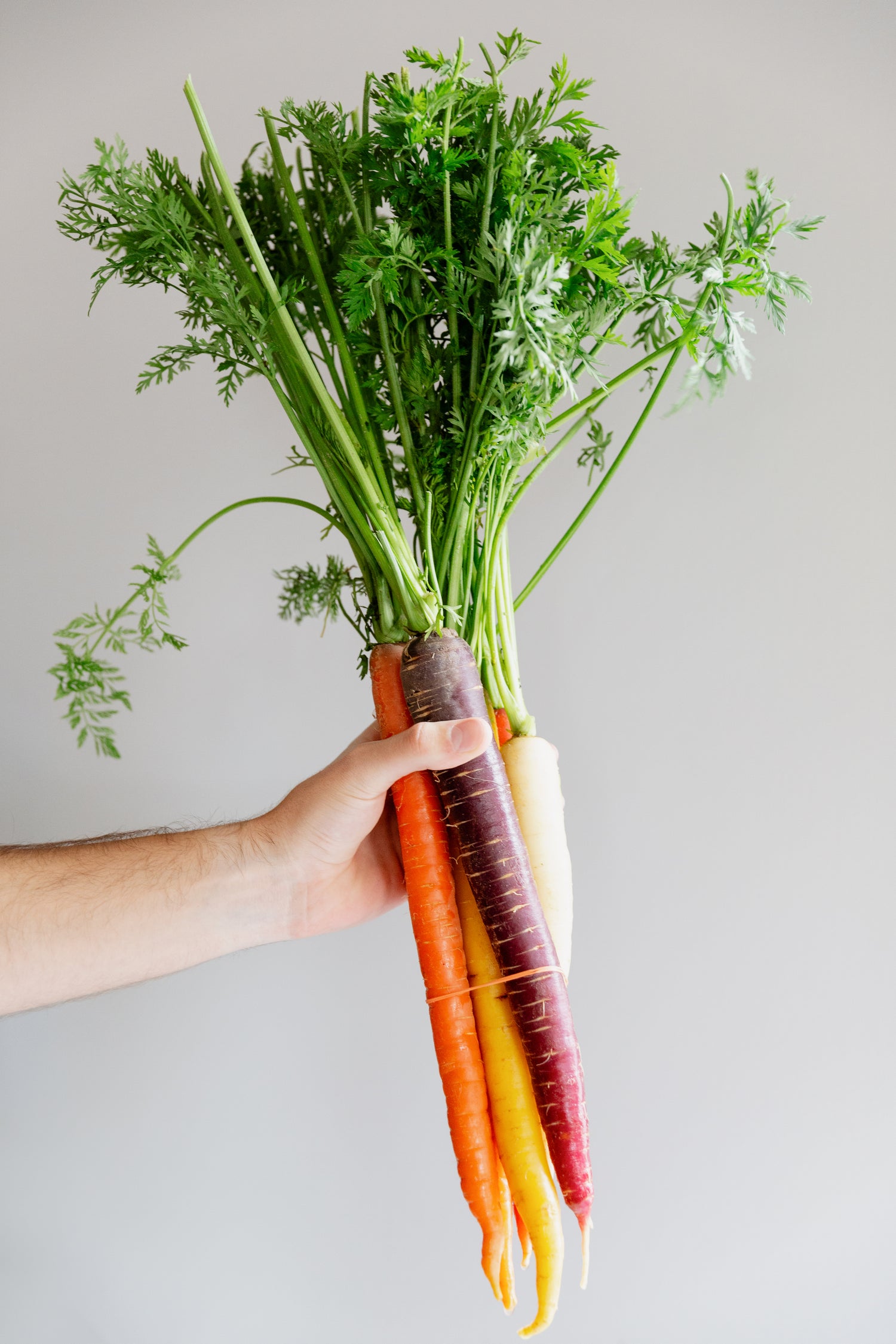 hand holding carrots