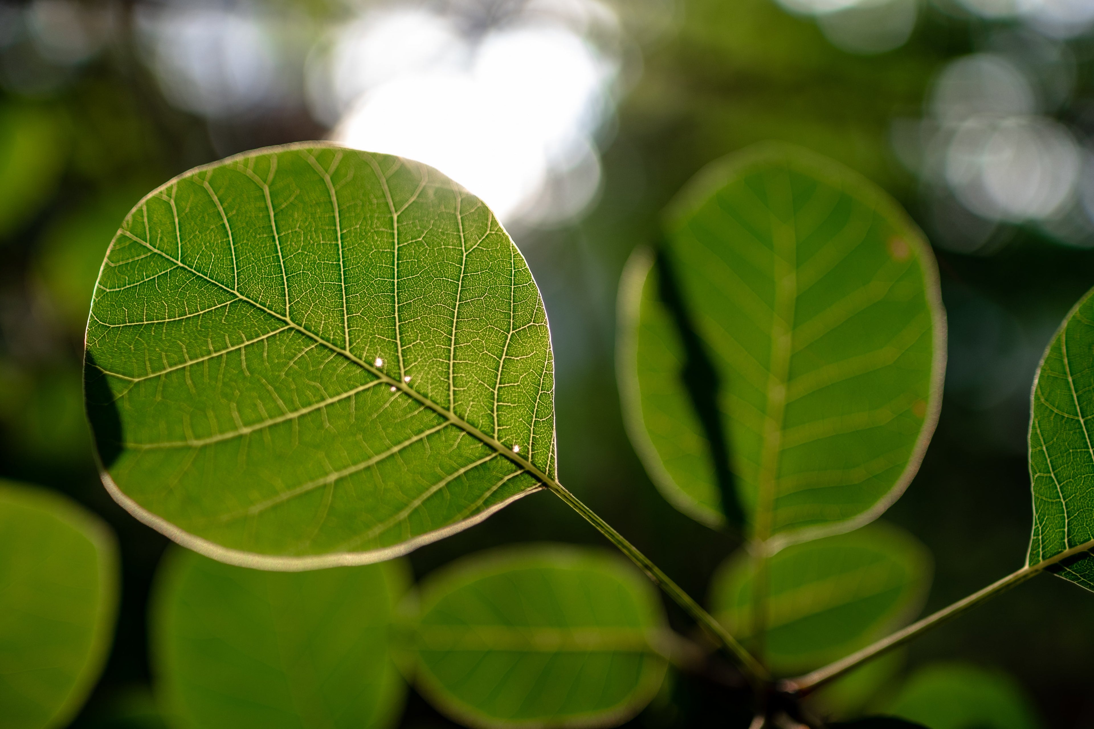 Image of leaves