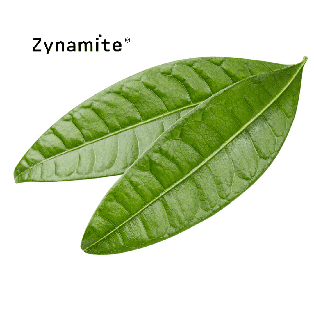 Zynamite Mango Leaf Extract