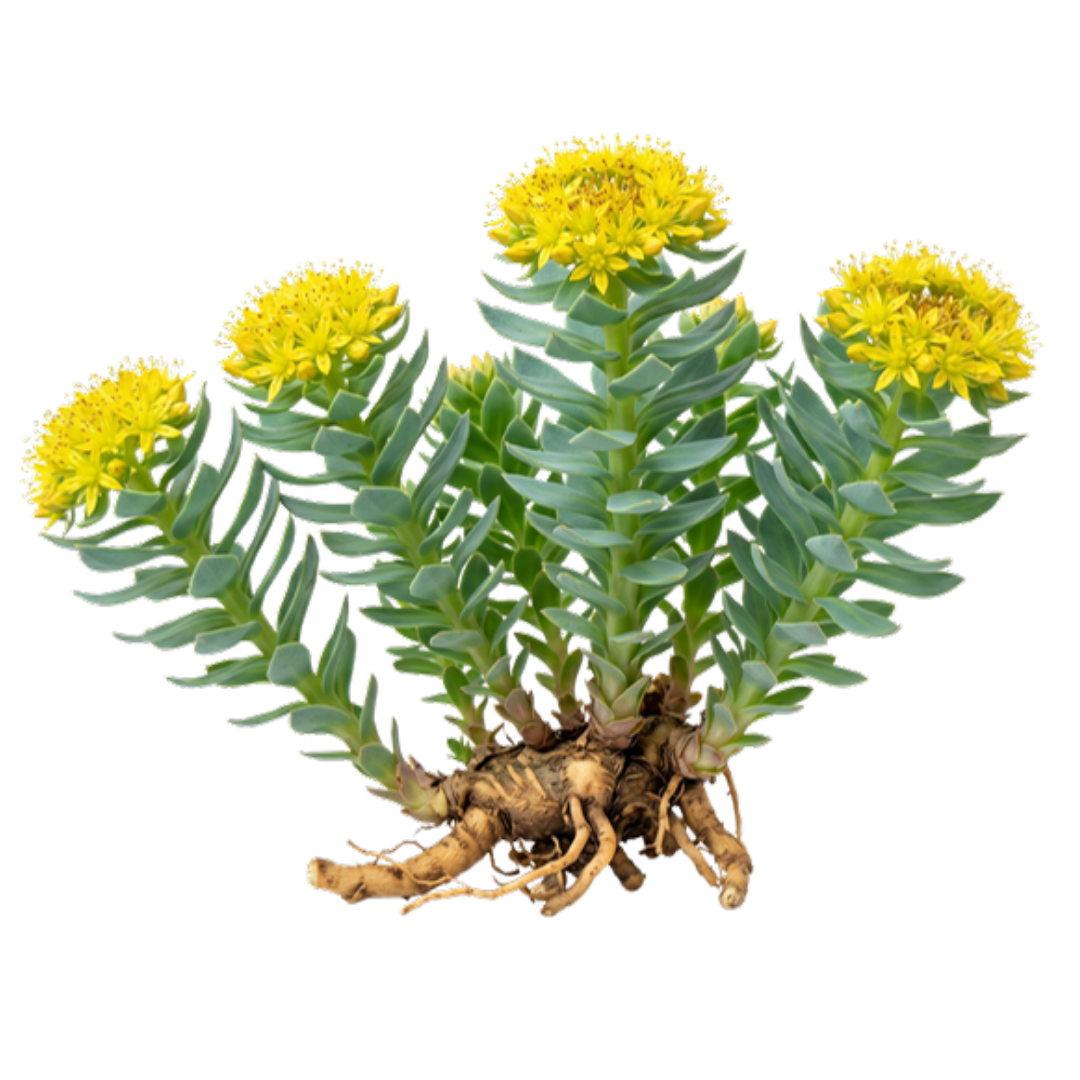 Rhodiola rosea Extract