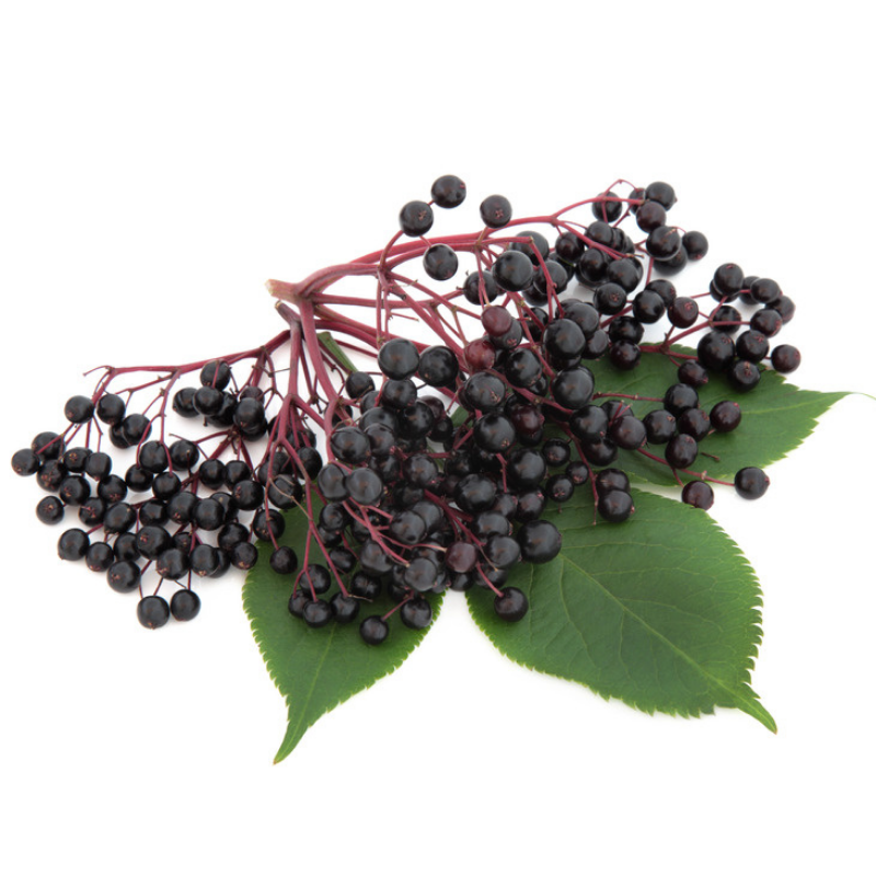 Elderberry Extract