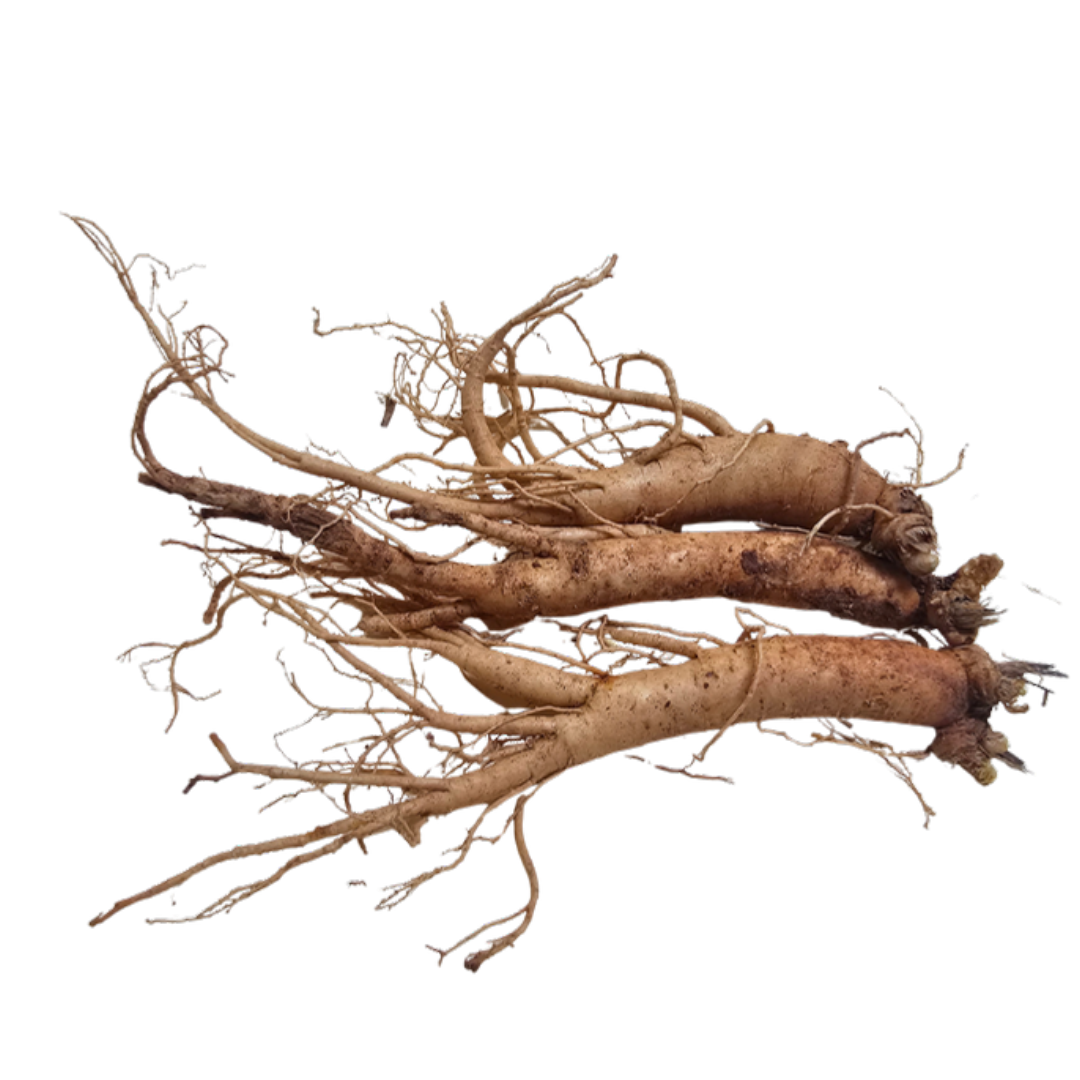 Korean Ginseng Extract