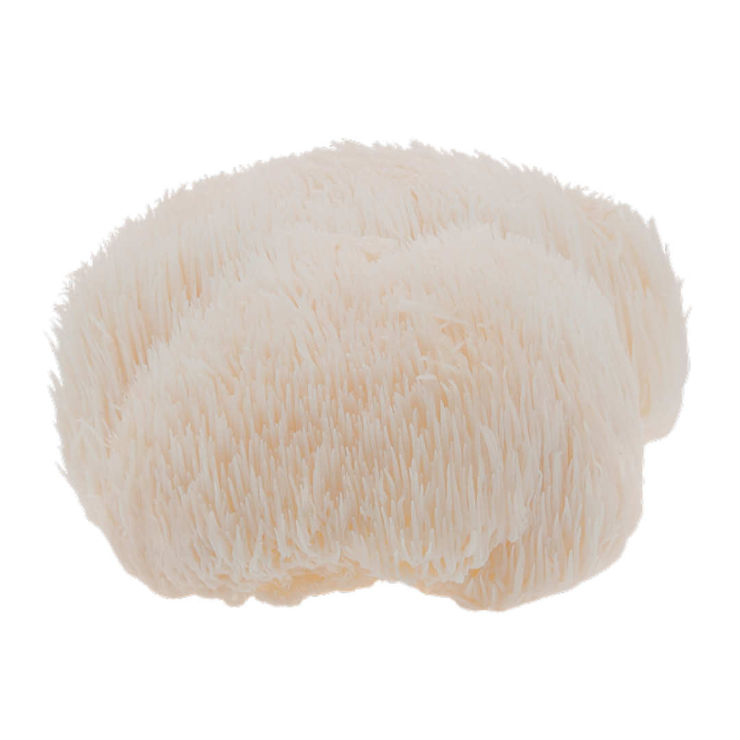 Lion's Mane Mushroom Extract