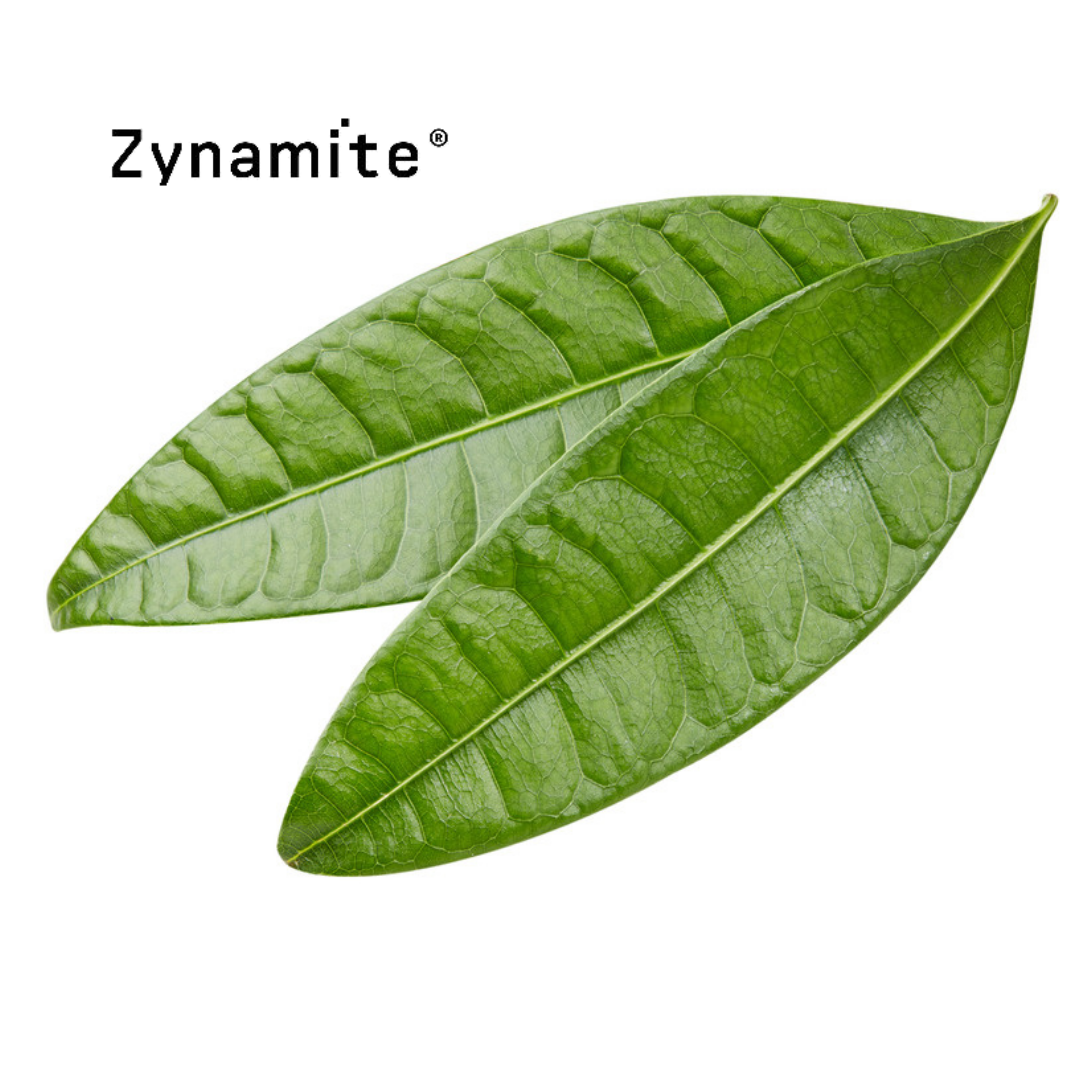 Zynamite Mango Leaf Extract